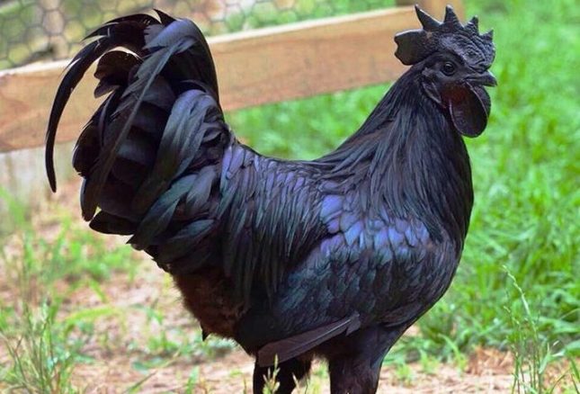 استادجمیل ، ہاف سیٹ مرغا اور ملا ہد ہد : شاہد مجید جعفری کا مزاحیہ کالم black cock in indonesia news at girdopesh.com