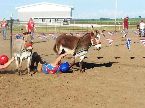 پاکستان میں مسلسل تیسرے برس گدھوں کی تعداد میں اضافہ Donkey-Race-3