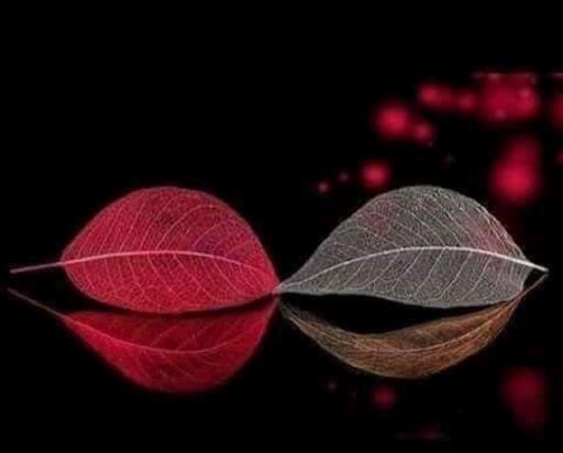 جہالت زرخیز ذہن اور خودرو جھاڑیاں ۔۔حنا عنبرین leaves and eyes