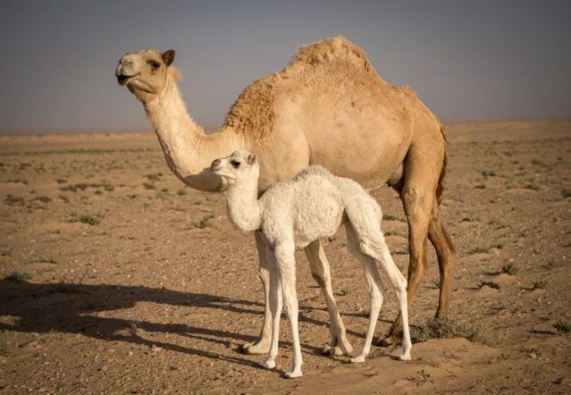 camel