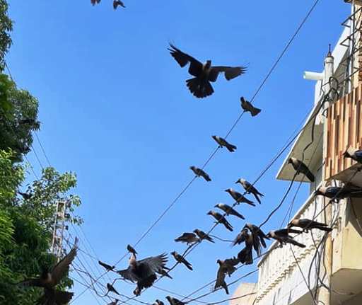 ناصر محمود شیخ کا اختصاریہ : بھوکے کوے کی کہانی crows