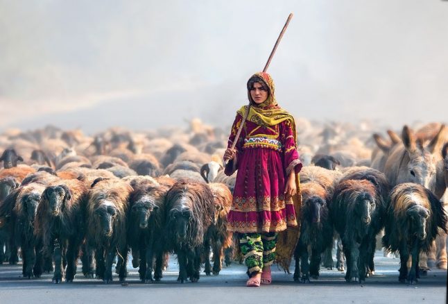 عائشہ حنیف کا افسانہ : ہاجو کا آخری گیت shephered girl amd lambs