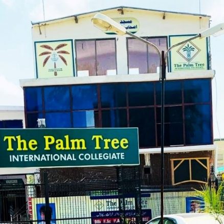 palm tree college
