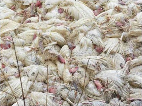 ملتان میں مردہ مرغیاں فروخت کرنے والوں کے خلاف کارروائی ،دوافرادگرفتار