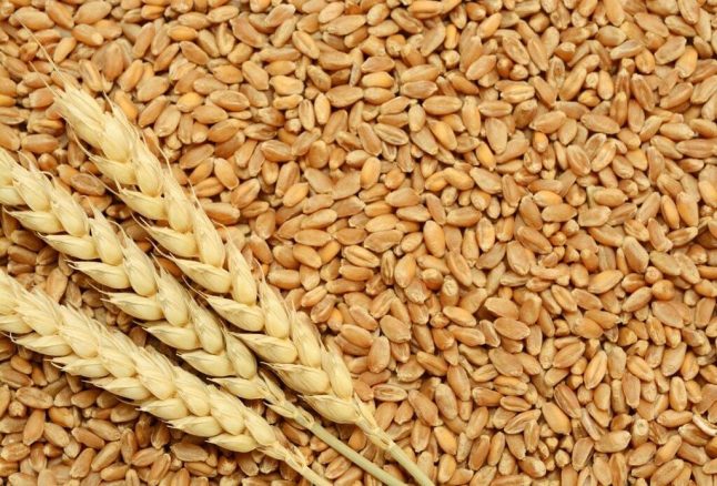 گندم کی قیمت میں 2 ہزار روپے فی من کی کمی، روٹی سستی کیوں نہیں ہوئی ؟ wheat