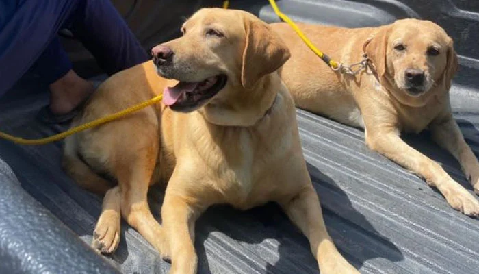 پنجاب پولیس کی اسپیشل برانچ کے مزید 5 سراغ رساں کتے ریٹائر dogs of police