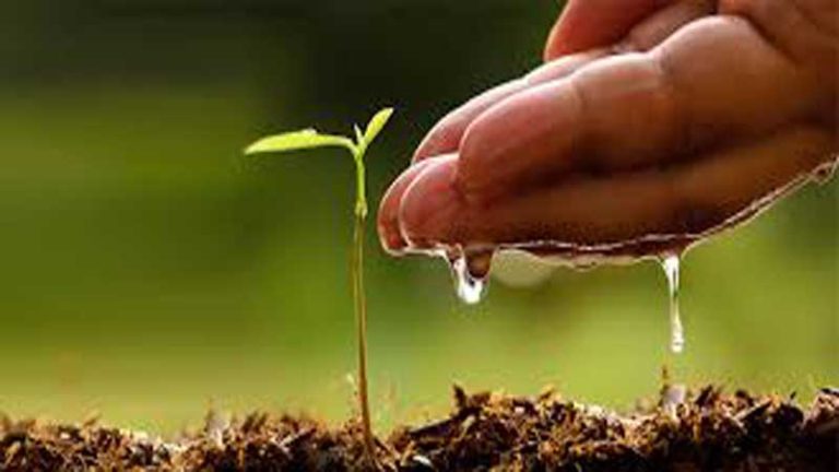 فیضان عارف کا کالم:شجرکاری مہم پر تکیہ نہ کریں plantation