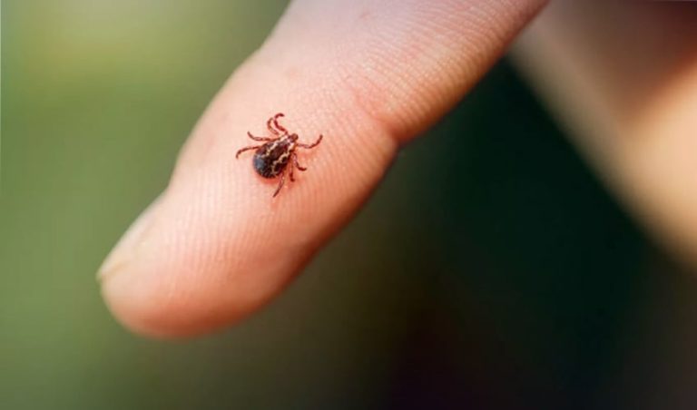 کوئٹہ میں آٹھ ڈاکٹر کانگو وائرس کا شکار ، ایک دم توڑ گیا congo-virus