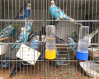 ڈاکٹر حریم طارق کی ڈائری : پرندوں سے الرجی اور ایک مسیحا کی کہانی birds in cage